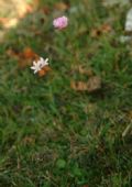 Armeria majellensis